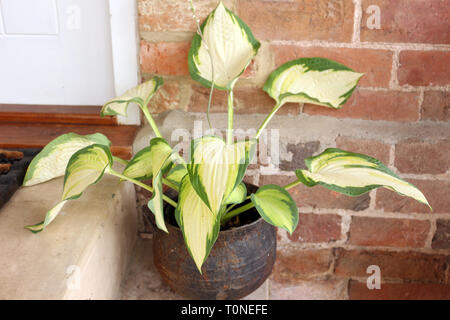 A Variegated Hosta Plant or Plantain Lily in a Pot outside Stock Photo