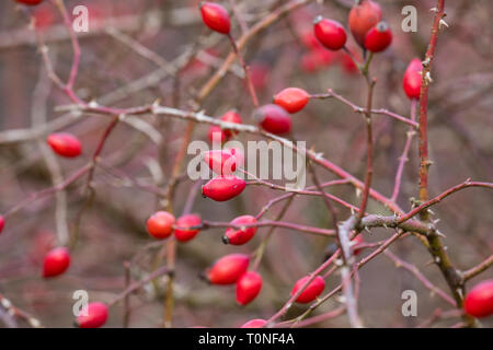 Hunds-Rose, Hundsrose, Heckenrose, Rose, Wildrose, Früchte, Hagebutte, Hagebutten, Rosa canina, Common Briar, Dog Rose, rose hip, rose hips, hip, hips Stock Photo