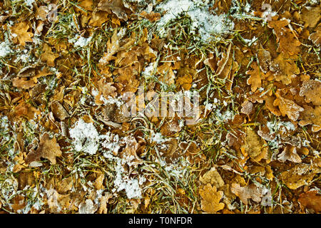 frozen Oak leaves on the ground Stock Photo
