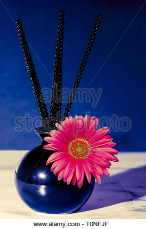 Pink Decorative Daisy in a Black Vase. Stock Image Stock Photo