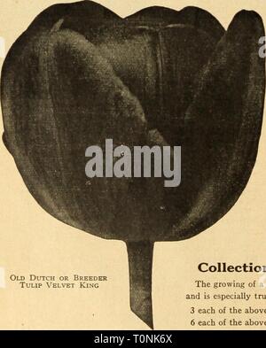 Dreer's autumn catalogue 1926 (1926) Dreer's autumn catalogue 1926  dreersautumncata1926henr Year: 1926 Stock Photo
