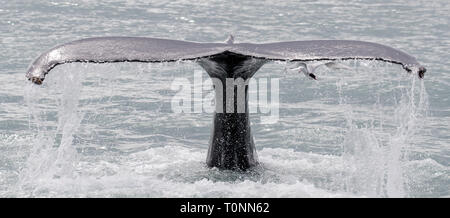 tail humpback whale diving into the waters of the Pacific Ocean against ...