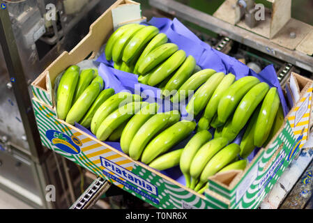 Tenerife, Spain - January 3, 2018 : banana box full of ripe green banana in packaging line in Tenerife, Canary islands, Spain . Stock Photo