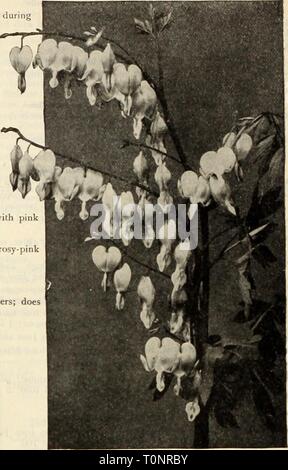 Dreer's autumn catalogue, 1913 (1913) Dreer's autumn catalogue, 1913  dreersautumncata1913henr Year: 1913  Gold Mpdal Hybrid Dei.phinh'm? Dirlvtra Spkctabilis (Bleeding Heart) DEEPHITVIITJIS Hardy Lark.pur). These are deservedly one of the most popular subjects in the hardy border; bold, attractive and highly prepossessing plants of easiest culture; perfectly hardy. They will establish them- selves in almost any garden soil, but respond quickly to liberal treatment. Belladonna. The freest and most continuous blooming of all, never being out of flower freni the end of June until cut down by har Stock Photo