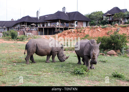 Whit Rhinos grazing in front of Mhondoro Game Lodge