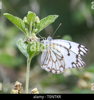 A Brown Veined White Butterfly Stock Photo