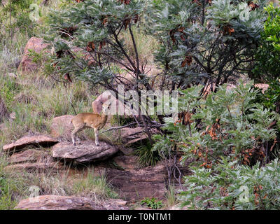 Klipspringer on a rocky outcrop Stock Photo