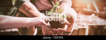 Couple planting young plant into the soil Stock Photo