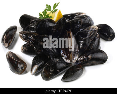 Raw Blue Mussel on white Background Stock Photo