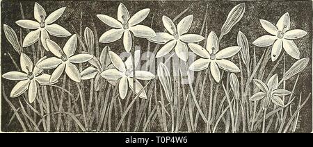 Dreer's bulb list  1887 Dreer's bulb list : 1887  dreersbulblist181887henr Year: 1887  Lili mm H Lilium Harrisi. arnsi. The flowers are large, trumpet-shaped, pure waxy white, gracefully formed and delightfully fragrant. The texture of the flower is strong, and each bloom will last from ten days to two weeks. It is perfectly hardy, easy of culture, and one of the finest plants for garden, border or cemetery decoration. A bulb once planted requires very little attention and will last for years. For out-door planting it is already recognized as a very desirable acquisition, but its paramount imp Stock Photo