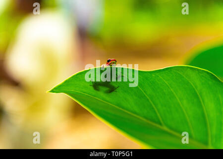 A red strawberry dart frog or poison arrow frog (oophaga pumilio) hiding behind a leaf, Bastimentos Island national park, Bocas del Toro, Panama. Stock Photo