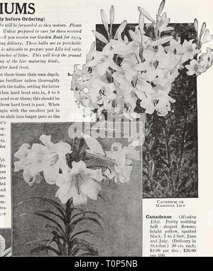Dreer's autumn catalogue 1932 (1932) Dreer's autumn catalogue 1932  dreersautumncata1932henr Year: 1932  (Read Carefully before Ordering) SPECIAL NOTICE. Lily bulbs will be forwarded as they mature. Please note time of delivery for each variety. Unless prepared to care for those received in December, please defer ordering until you receive our Garden Book for 193j, in which these will be offered for Spring delivery. These bulbs are so perishable that we cannot accept their return. It is advisable to prepare your Lily bed early in the autumn and cover with 3 or 4 inches of litter. This will kee Stock Photo
