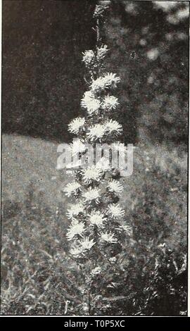 Dreer's 1950 (1950) Dreer's 1950  dreers19501950henr Year: 1950  ^reer-'A t^eiiaUe FLOWER SEEDS    Lychnis Liatris Liatris Blazing Star Gay Feather Pycnostachya, 2773. Long spikes densely covered with fuzzy, rosy purple blooms from July to September. Splendid for tall borders and cutting. 4 ft. Pkt. 15^. Scariosa, 2775. Showy, deep purple flow- ers 4 ft. tall. Pkt. 15^. September Glory, 2777. Improved strain with large purple flowers during late August and September. 4 ft. Pkt. 20(*. LEPTOSYNE, Stillmani, 2769. (Yellow Daisy.) Cosmos-like blooms of rich golden yellow. Fine for beds and cut- ti Stock Photo