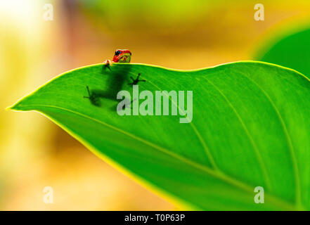 A red strawberry dart frog or poison arrow frog (oophaga pumilio) hiding behind a leaf, Bastimentos Island national park, Bocas del Toro, Panama. Stock Photo