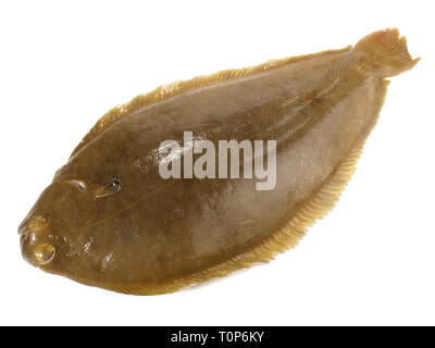 Sole - Flatfish on white Background Stock Photo