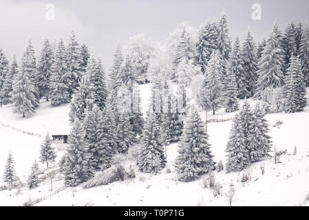 Frozen winter forest pine trees in December. Dreamy atmospheric landscape frozen scenery Stock Photo