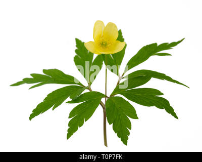 Flower and foliage of the hybrid Anemone x lipsiensis, a cross between A.nemorosa and A.ranunculoides. isolated on white Stock Photo