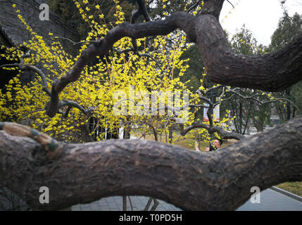 (190321) -- BEIJING, March 21, 2019 (Xinhua) -- Photo taken on March 19, 2019 with a mobile phone shows a tourist taking photos of flowers at Ritan Park in Beijing, capital of China. (Xinhua/Meng Chenguang) Stock Photo