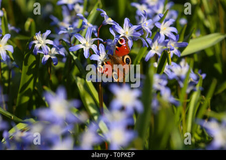 Brussels, Belgium. 21st Mar, 2019. A butterfly is seen among blooming flowers in front of St. Michael and St. Gudula Cathedral in Brussels, Belgium, March 21, 2019. Credit: Zhang Cheng/Xinhua/Alamy Live News Stock Photo