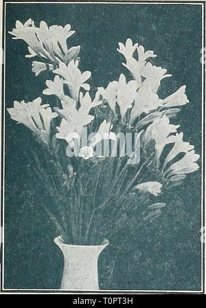 Dreer's advance list of spring Dreer's advance list of spring flowering bulbs 1932  dreersadvancelis1932henr Year: 1932  HENRY A. DREER, PHILADELPHIA—SPRING FLOWERING BULBS 17    Freesia Ornithogalum Arabicum (Arabian Star of Bethlehem) A very showy and distinct species, bearing racemes of white flowers with a black centre, having a sweet aromatic odor; grows 1 to 2 feet in height, and succeeds in cold frames or in sheltered locations outdoors in the vicinity of Philadelphia if protected. Also excellent for forcing, and of the easiest cultivation. (See cut). 12 cts. each; $1.25 per doz.; $8.00 Stock Photo