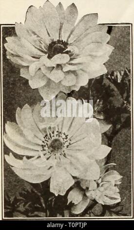 Dreer's autumn catalog of bulbs Dreer's autumn catalog of bulbs plants, shrubs, and seeds for fall planting  dreersautumncata1935henr Year: 1935  -t. Brigid Anemone Stock Photo