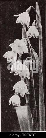 Dreer's autumn catalogue 1932 (1932) Dreer's autumn catalogue 1932  dreersautumncata1932henr Year: 1932  Freesia Ornithogalum Arabicum (Arabian Star of Bethlehem) A very showy and distinct species, bearing racemes of white flowers with a black centre, having a sweet aromatic odor; grows 1 to 2 feet in height, and succeeds in cold frames or in sheltered locations outdoors in the vicinity of Philadelphia if protected. Also excellent for forcing, and of the easiest cultivation. (See cut). 12 cts. each; $1.25 per doz.; $8.00 per 100. Ornithogalum Thyrsoides (Darling Chinkerichee) This variety of r Stock Photo