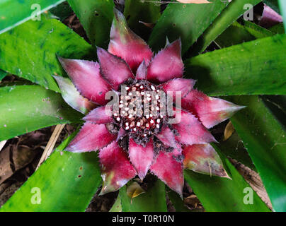 Canistrum giganteum Bromeliaceae Tropical flower from brazil Stock Photo