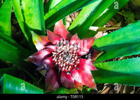 Canistrum giganteum Bromeliaceae Tropical flower from brazil Stock Photo