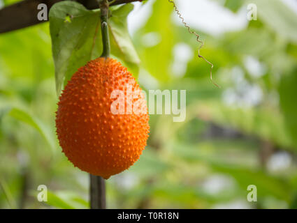 Momordica cochinchinensis in garden. Stock Photo