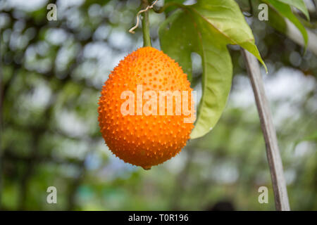 Momordica cochinchinensis in garden. Stock Photo