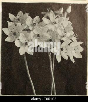 Dreer's autumn catalogue, 1913 (1913) Dreer's autumn catalogue, 1913  dreersautumncata1913henr Year: 1913  Bermuda Buttercup Oxalis results. Stock Photo