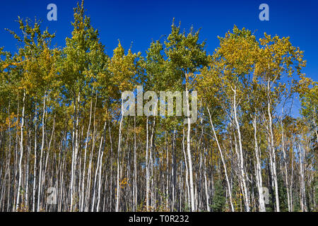 Tall White Birches with colorful leaves & blue sky, Yukon Stock Photo