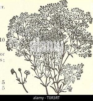 Dreer's garden book  1904 Dreer's garden book : 1904  dreersgardenbook1904henr Year: 1904  Gypsophila Paniculata. Stock Photo