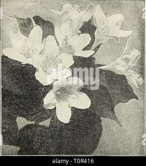 Dreer's 1908 autumn catalogue (1908) Dreer's 1908 autumn catalogue  dreers1908autumn1908henr Year: 1908  EHRTADREER-PHILADELPHIAfA PhiladelphuS, Boule d'Argent {Silvei- Ball Mock Orntif/e). Dmti.le white flowers. — Coronarlus ( Garlam/Mock Orange). — Coronarius fl. pi. DouMe-fluwering. — Coronarius aurea ( Golden Leaved Mock Orange). — Qrandiflorus. A laige-floweied sort. — Manteau d'Hermine. Creamy-white double flowers. — Purpurea maculatus. New; white with a rosy-crimson spot at base of each petal. 50 cts. each. — Rosjeflorus plenus. Full double-white. Potentilla Fruiticosa [Shrubby Ginquefo Stock Photo