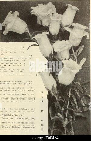 Dreer's autumn catalogue 1915 (1915) Dreer's autumn catalogue 1915  dreersautumncata1915henr Year: 1915  HmRTADREK -PtllLADtLPHIAfAlif ^lUkM fLOW[RSÂ£fDS 65 Campanula (^Belifiower), â â -:.''â ' â â¢ Per Pkt. Carpatica (Carpathian ttare-Bell). In bloom the whole season: hardy perennial; blue; 6 inches 10 âAlba. White-flowered form 1*&gt; Persicifolia Gmsdfflora {Peach Bells). One of the finest; grows 3 to 3 feet'liigh, with largre flowers; blue : 15 âAlba. White-flowering 15 Pyramldalis (The Chimney Bellflower). X beautiful, stately plant, either for garden or pot culture; blue. Per '-i oz.. 3 Stock Photo