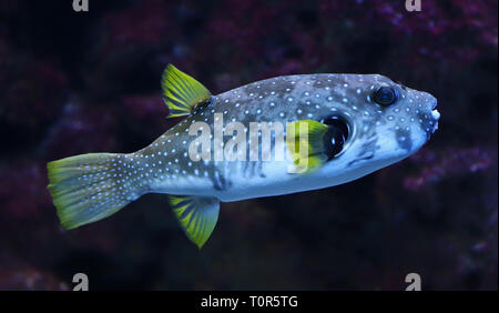 Close-up view of a White-spotted puffer (Arothron hispidus)