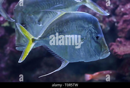 Close-up view of a Lookdown (Selene vomer) Stock Photo