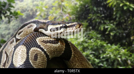 Close-up view of a royal python (Python regius) Stock Photo