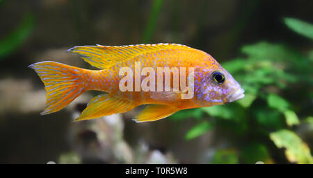 Close-up view of a Peacock cichlid Aulonocara sp. red rubin Stock Photo