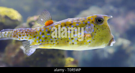 Close-up view of a Longhorn cowfish (Lactoria cornuta) Stock Photo