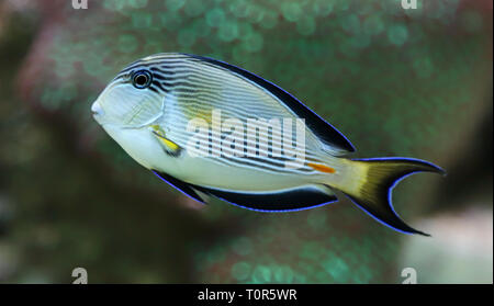 Close-up view of a Sohal surgeonfish (Acanthurus sohal) Stock Photo