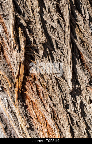 Rough textured bark on old Cottonwood Tree (Populus deltoides); Vandaveer Ranch; Salida; Colorado; USA Stock Photo