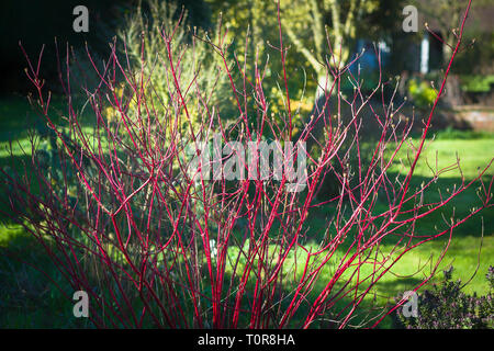 Colourful red stems of dogwood in winter in an English garden (Cornus alba Sibirica Westonbirt) Stock Photo