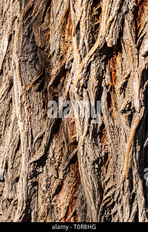 Rough textured bark on old Cottonwood Tree (Populus deltoides); Vandaveer Ranch; Salida; Colorado; USA Stock Photo