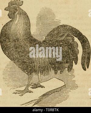 Domestic fowl and ornamental poultry;. VARIETIES OF THE DOMESTIC 