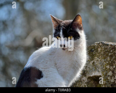 White black cat sitting on a fence Stock Photo