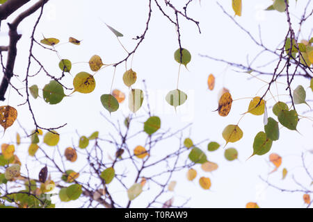 Green yellow leaves pattern background, Natural background and wallpaper Stock Photo