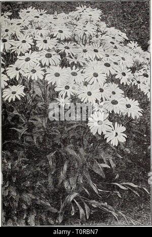 Dreer's autumn catalogue 1932 (1932) Dreer's autumn catalogue 1932  dreersautumncata1932henr Year: 1932  RELIABLE FLOWER SEEDSi PHIMDELPHR^ 71    Shasta Daisy Alaska CerastlUm (Snow in Summer) PER pKT 1911 Tomentosum. A very pretty dwarf,- white-leaved edging plant, bearing small white flowers; hardy perennial. Splendid for rockery. Special pkt., 50 cts.. $0 IS Cheiranthus Very pretty dwarf hardy biennial plants, for early spring flowering sow in late summer. Splendid for the rockery. per pkt. 1915 Allionii {Siberian Wallflower). About 12 inches high with heads of brilliant orange flowers. J o Stock Photo