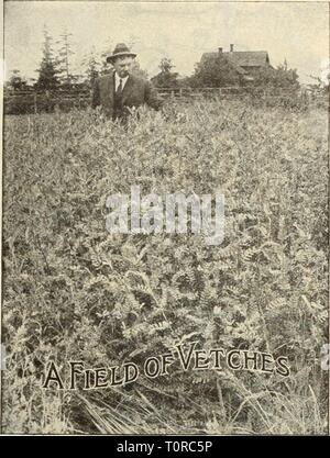 Dreer's autumn catalogue 1915 (1915) Dreer's autumn catalogue 1915  dreersautumncata1915henr Year: 1915  WINTER, OR HAIRY VETCH, (Vicia Vlllosa. J The Winter, or Hairy Vetch, is growing in favor as a winter cover crop, for which purpose it is well adapted, as it will stand more cold than any other winter legume. It is also valuable for spring ])asturage and hay, and when turned under it makes the best green-manure crop that can be grown. It thrives in almost any soil, and the land will be greatly benefited even when the crop has been grown for hay. '1 he seed may be sown any time from the midd Stock Photo