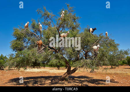 Goats feeding on Argan nuts in an Argon tree. Near Essouira,, Morocco Stock Photo